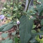 Symphyotrichum cordifoliumLeaf