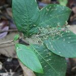 Arachnothryx buddleioides Φύλλο