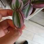 Tradescantia fluminensisBlatt