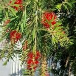 Callistemon viminalis Blomma