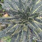 Echium asperrimum Leaf