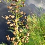 Scrophularia oblongifolia Frukt