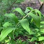 Polygonatum multiflorumLeht