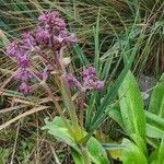 Valeriana pilosa Hostoa
