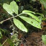 Bertiera bracteosa Leaf