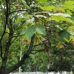 Acer pseudoplatanus Fuelha