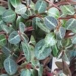 Peperomia verticillata Feuille