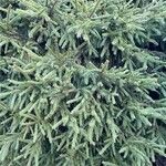 Picea orientalis Leaf