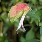 Justicia brandegeeana Flor