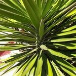 Yucca aloifolia Blad