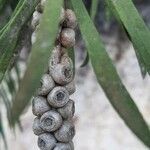 Callistemon citrinusFruit