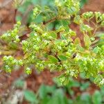 Euphorbia hyssopifolia Blatt