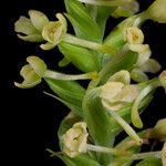 Platanthera clavellata Kvet
