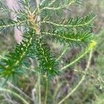 Banksia ericifolia List