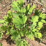 Paeonia californica 叶