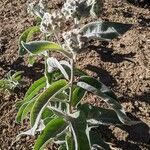 Asclepias eriocarpaFlower