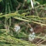 Brachypodium phoenicoides Blomst