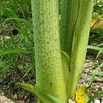 Tacca leontopetaloides Кора