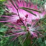 Calliandra brevipes പുഷ്പം