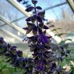 Salvia leucantha Flower