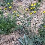 Senecio gallicus Habitus