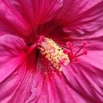 Hibiscus moscheutos Blüte