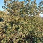 Quercus lusitanica অভ্যাস