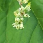 Fagopyrum tataricum Flower