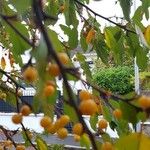 Malus toringo 果