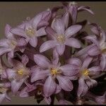 Dichelostemma multiflorum Autre