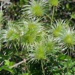 Clematis lasiantha Fruit