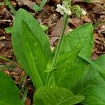Cynoglossum virginianum Blomst