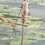 Persicaria amphibia Blomma