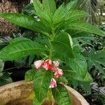 Impatiens balsamina Hábito