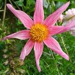 Dahlia tenuicaulis 花