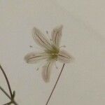 Gypsophila capillaris Flower
