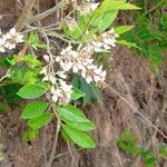 Poecilanthe parviflora Flor