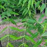 Carya pallida Hoja