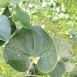 Aristolochia clematitisLapas