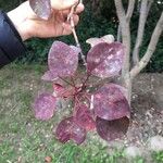 Euphorbia cotinifolia Leaf