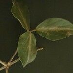 Vigna vexillata Folha