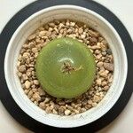 Conophytum burgeri Liść