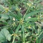 Cyperus laxus Yaprak