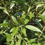 Salix lucida Folha