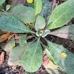 Verbascum densiflorumഇല