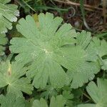 Geranium pyrenaicum पत्ता