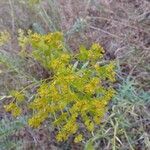 Euphorbia seguieriana Ffrwyth