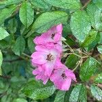 Rosa setigera Flors