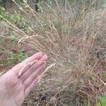 Festuca filiformis Fruto