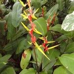 Heliconia richardiana Цветок